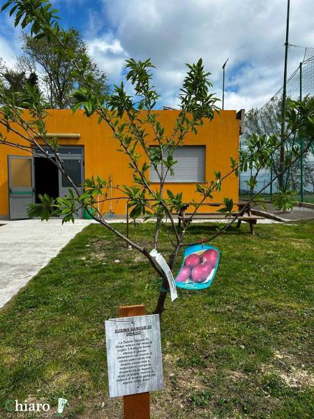 frutteto-popolare-16