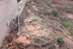 alberi-s-salvo-arap-1