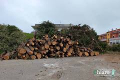 alberi-s-salvo-arap-7