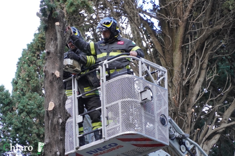 Albero pericolante - L'intervento dei vigili del fuoco