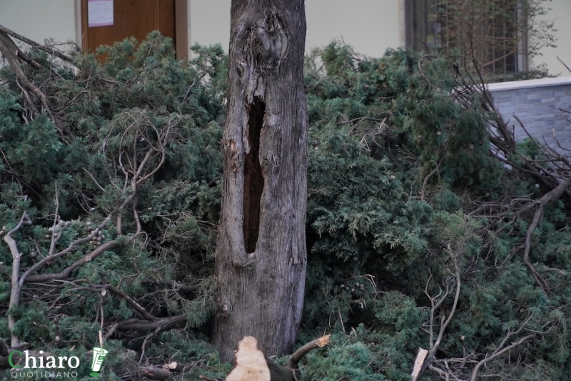 Albero pericolante - L'intervento dei vigili del fuoco