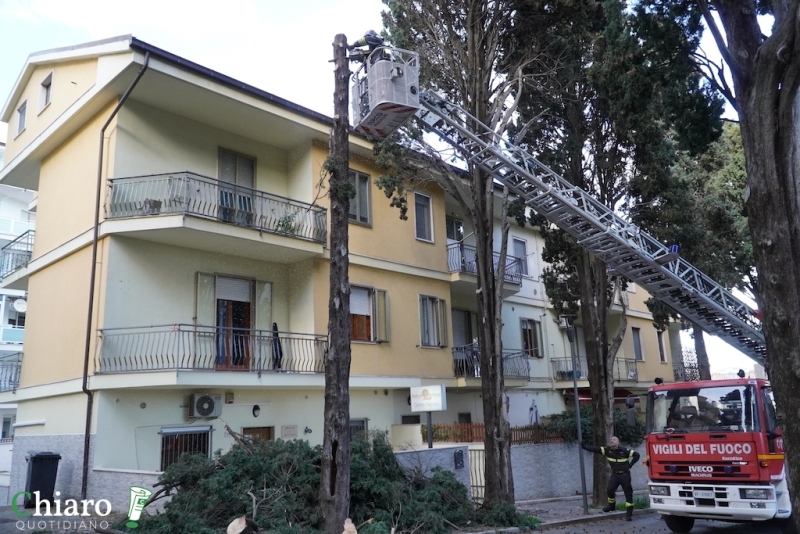 Albero pericolante - L'intervento dei vigili del fuoco
