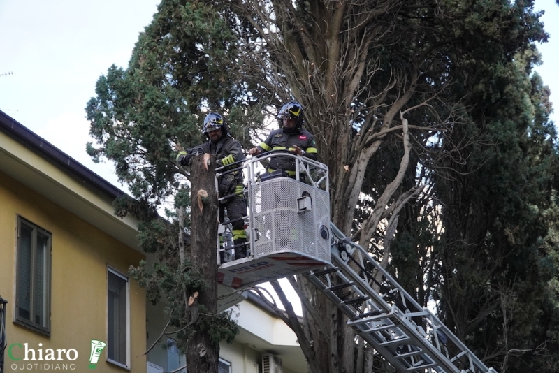 Albero pericolante - L'intervento dei vigili del fuoco