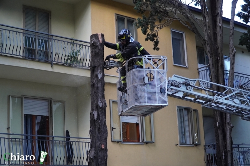 Albero pericolante - L'intervento dei vigili del fuoco