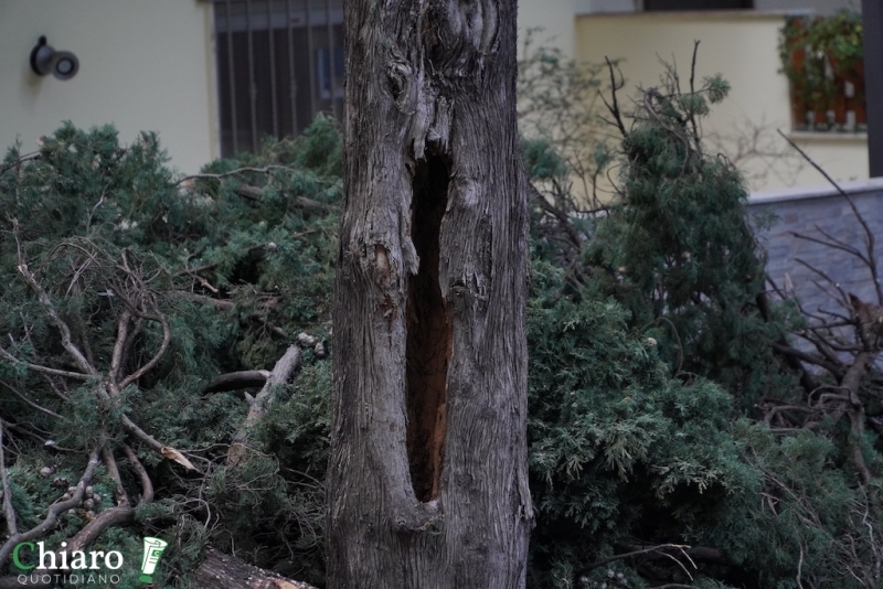 Albero pericolante - L'intervento dei vigili del fuoco