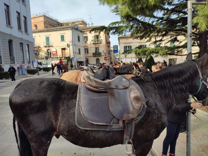 babbo-natale-cavallo-2