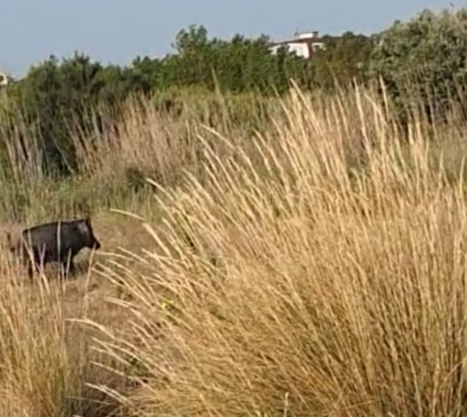 cinghiali-spiaggia-buonanotte-3