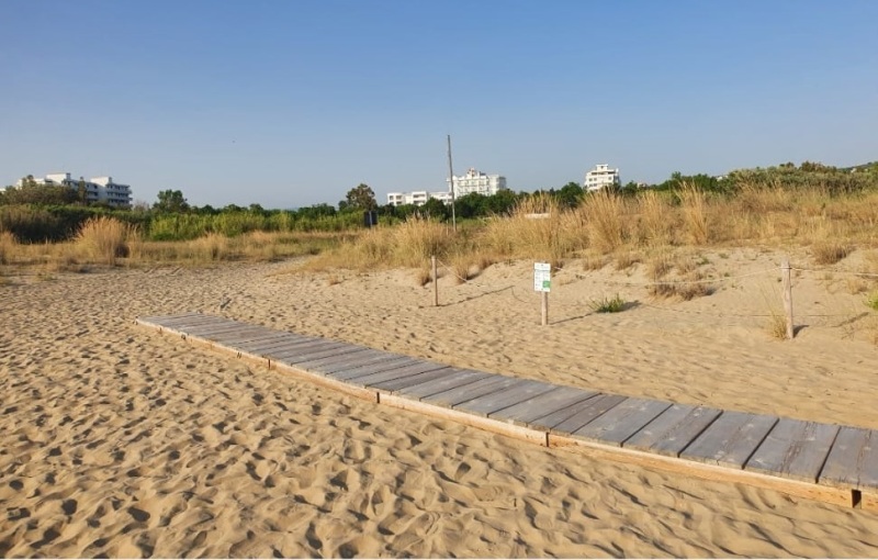 cinghiali-spiaggia-buonanotte-4