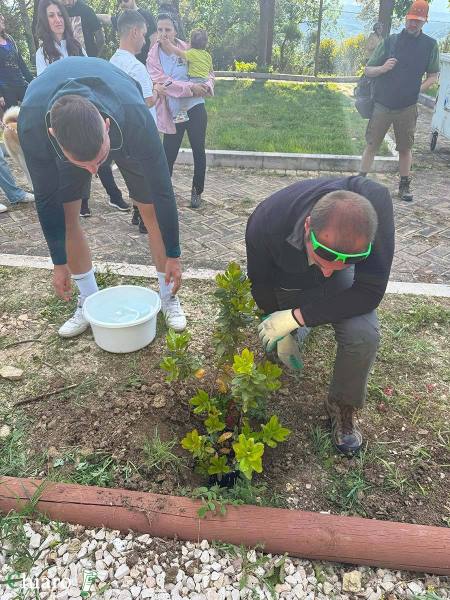 tufillo-alberi-1