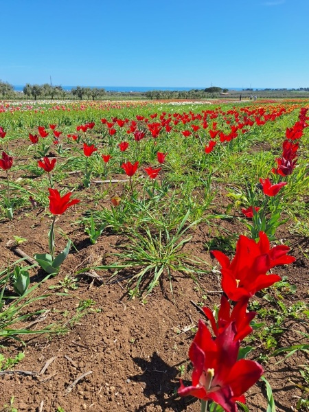 tulipani-1