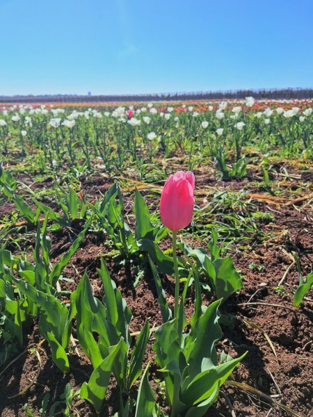 tulipani-2