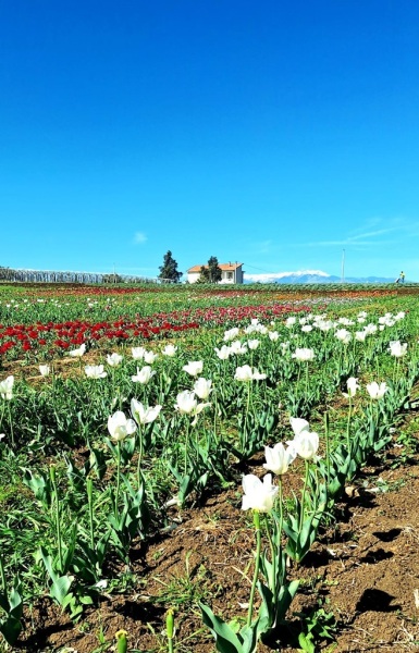 tulipani-3
