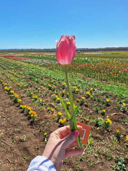 tulipani-4