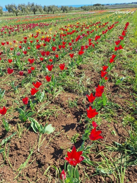 tulipani-5