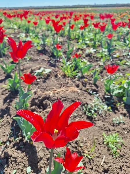 tulipani-6