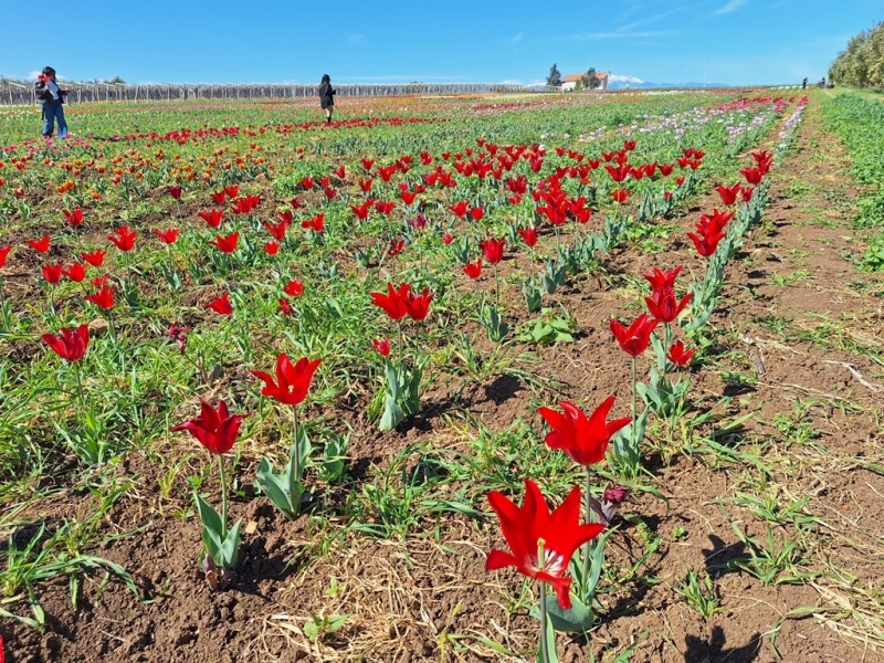 tulipani-7