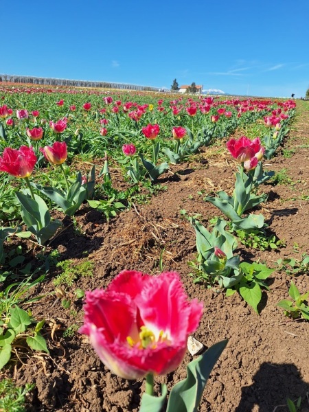 tulipani-8