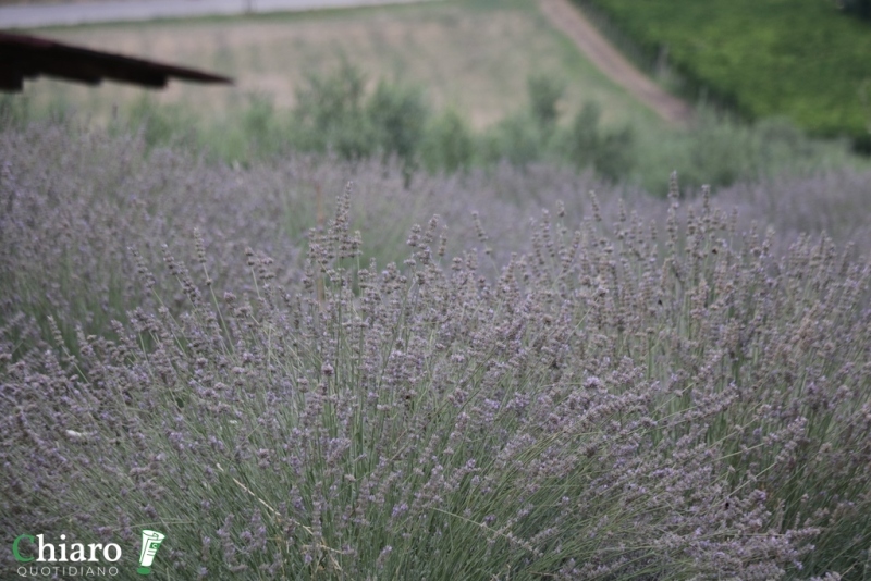 In fattoria... al profumo di lavanda