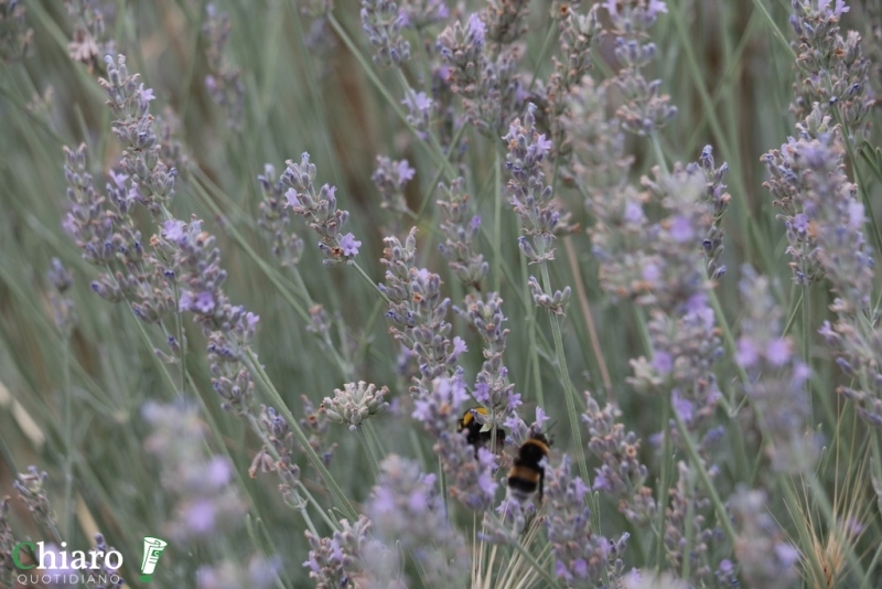 In fattoria... al profumo di lavanda