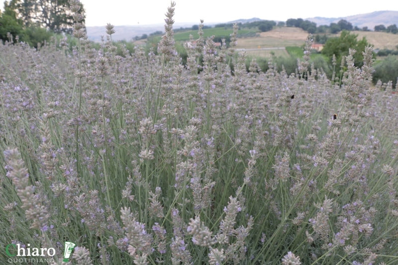 In fattoria... al profumo di lavanda