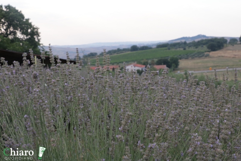 In fattoria... al profumo di lavanda