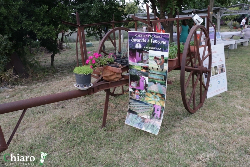 In fattoria... al profumo di lavanda