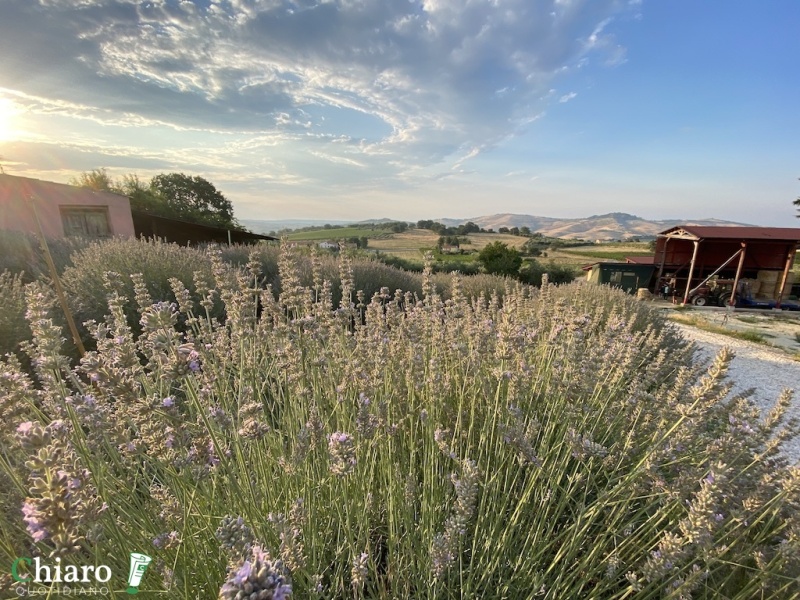 In fattoria... al profumo di lavanda