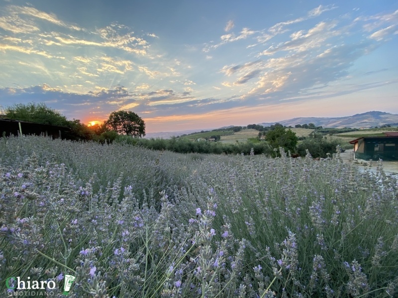 In fattoria... al profumo di lavanda