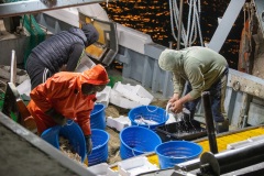 I pescherecci tornano in mare