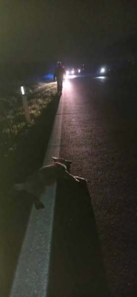 incidente-auto-lupo-casalbordino-3