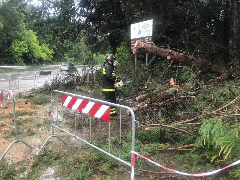 vigili-del-fuoco-san-salvo-marina-albero-2