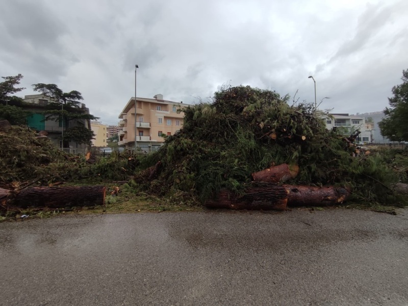 alberi-segati-ex-stazione-2