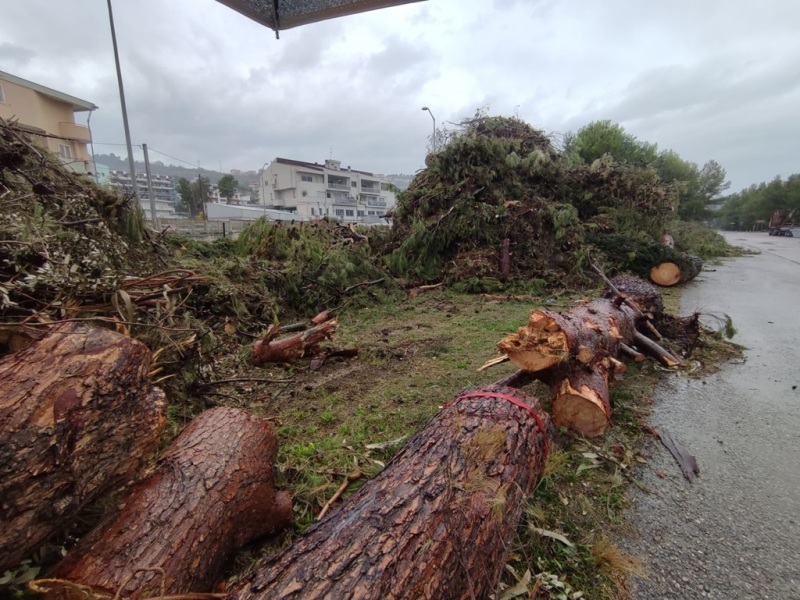 alberi-segati-ex-stazione-4