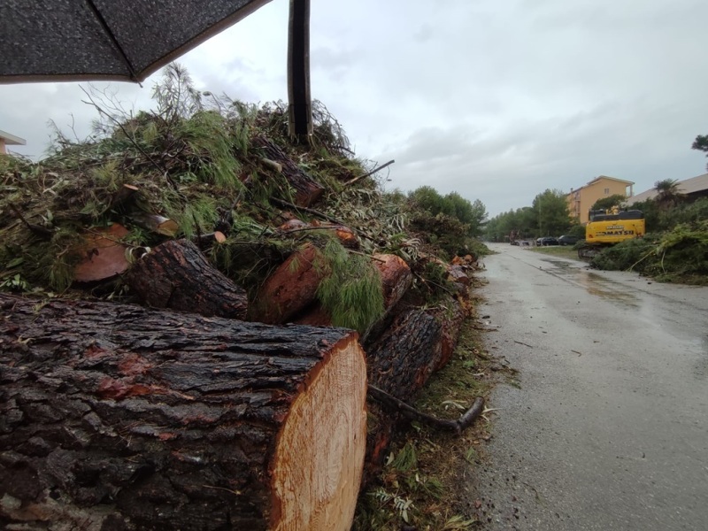 alberi-segati-ex-stazione-5