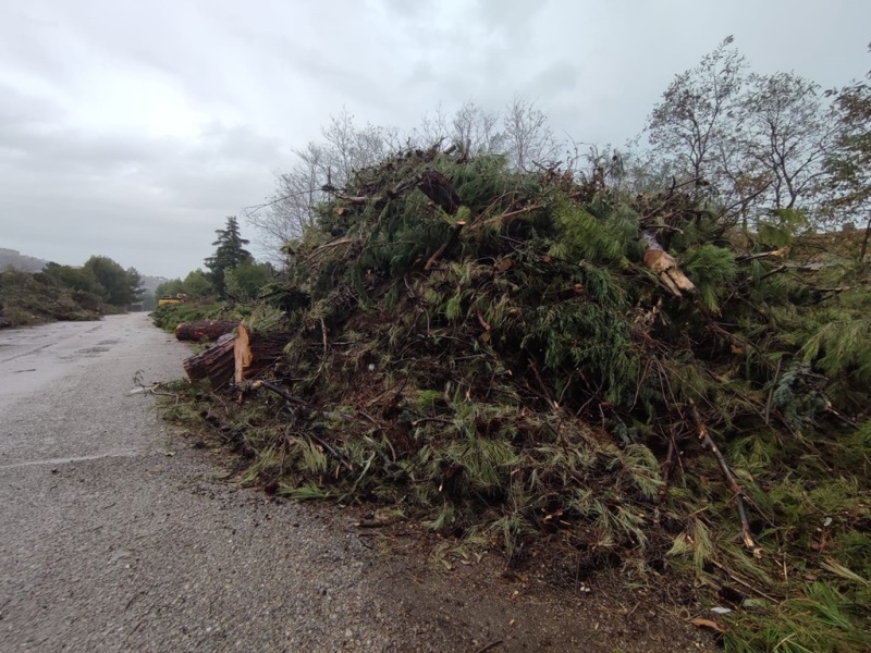 alberi-segati-ex-stazione-7