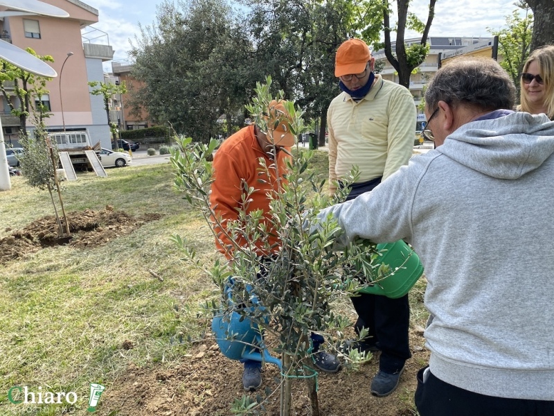 Nuovi alberi piantati a Vasto