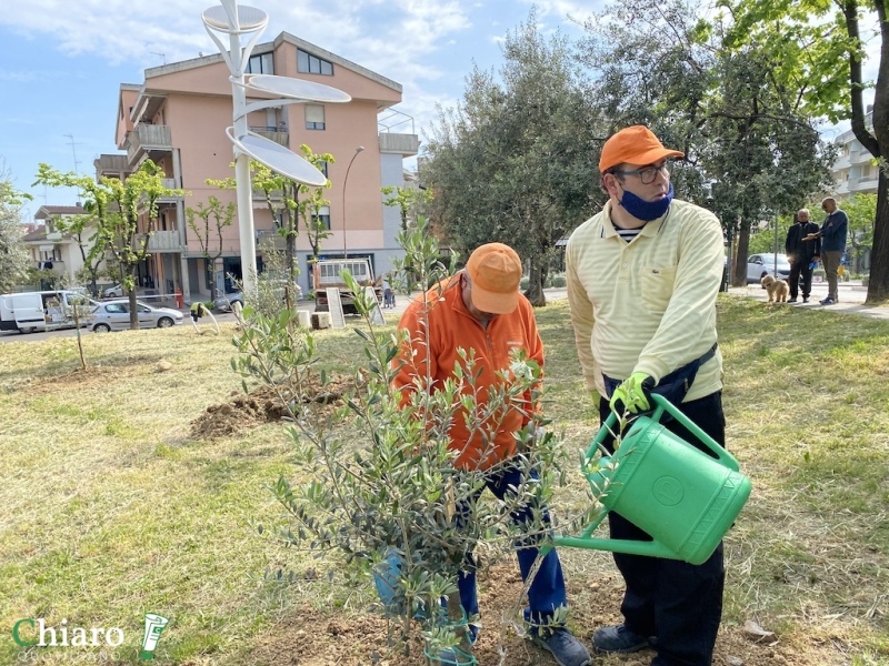 Nuovi alberi piantati a Vasto