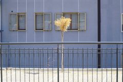 aberi-secchi-san-paolo