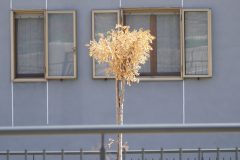 alberi-secchi-san-paolo-h