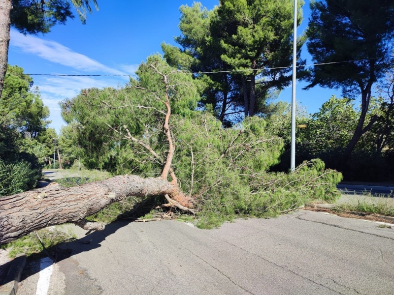 vento-albero-via-molino