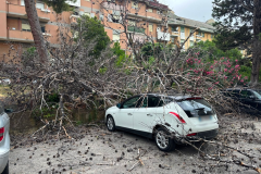 albero-spezzato-via-del-porto-2