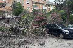 albero-spezzato-via-del-porto-3
