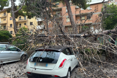 albero-spezzato-via-del-porto-4