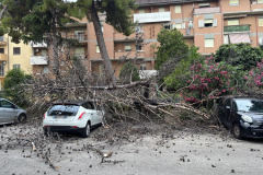 albero-spezzato-via-del-porto-5