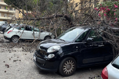 albero-spezzato-via-del-porto-h