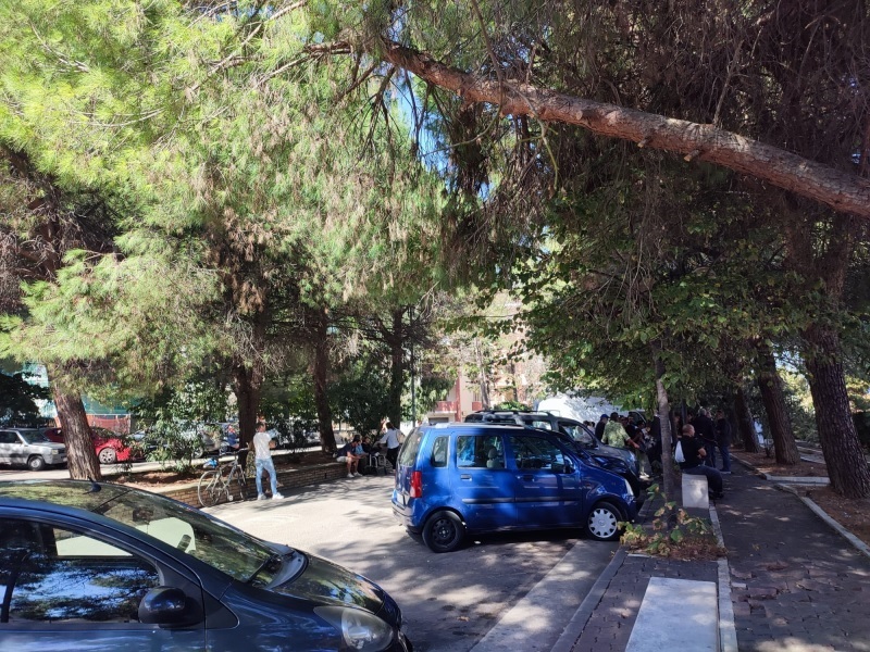 protesta-abbattimento-pini-7