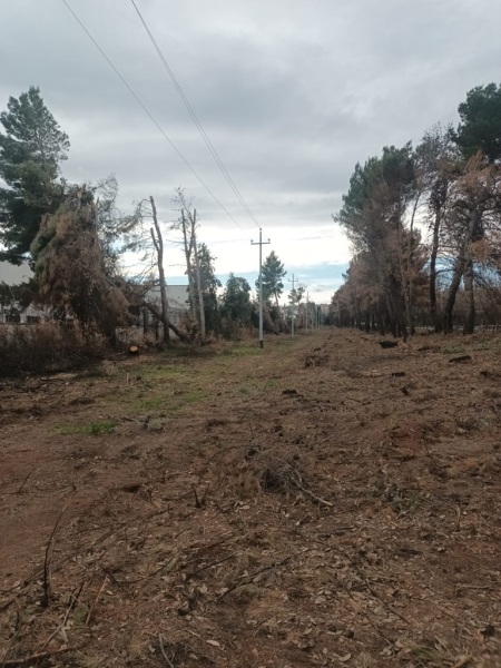 alberi-tagliati-san-salvo-3