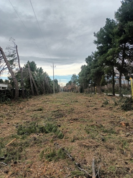 alberi-tagliati-san-salvo-4