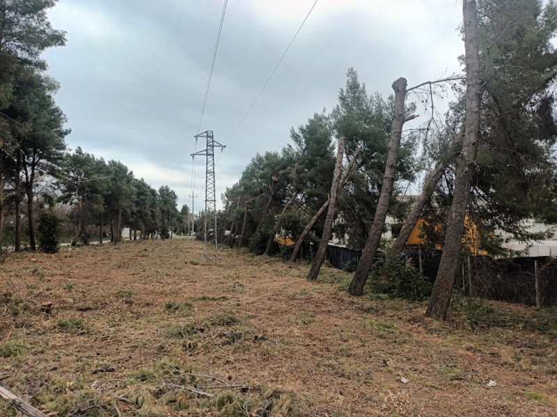 alberi-tagliati-san-salvo
