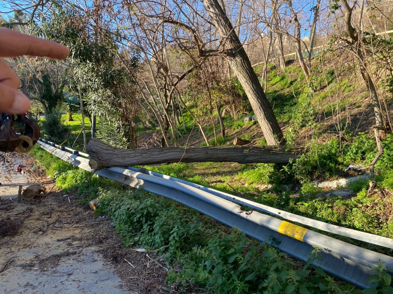 albero-caduto-istonia-19gen2023-3